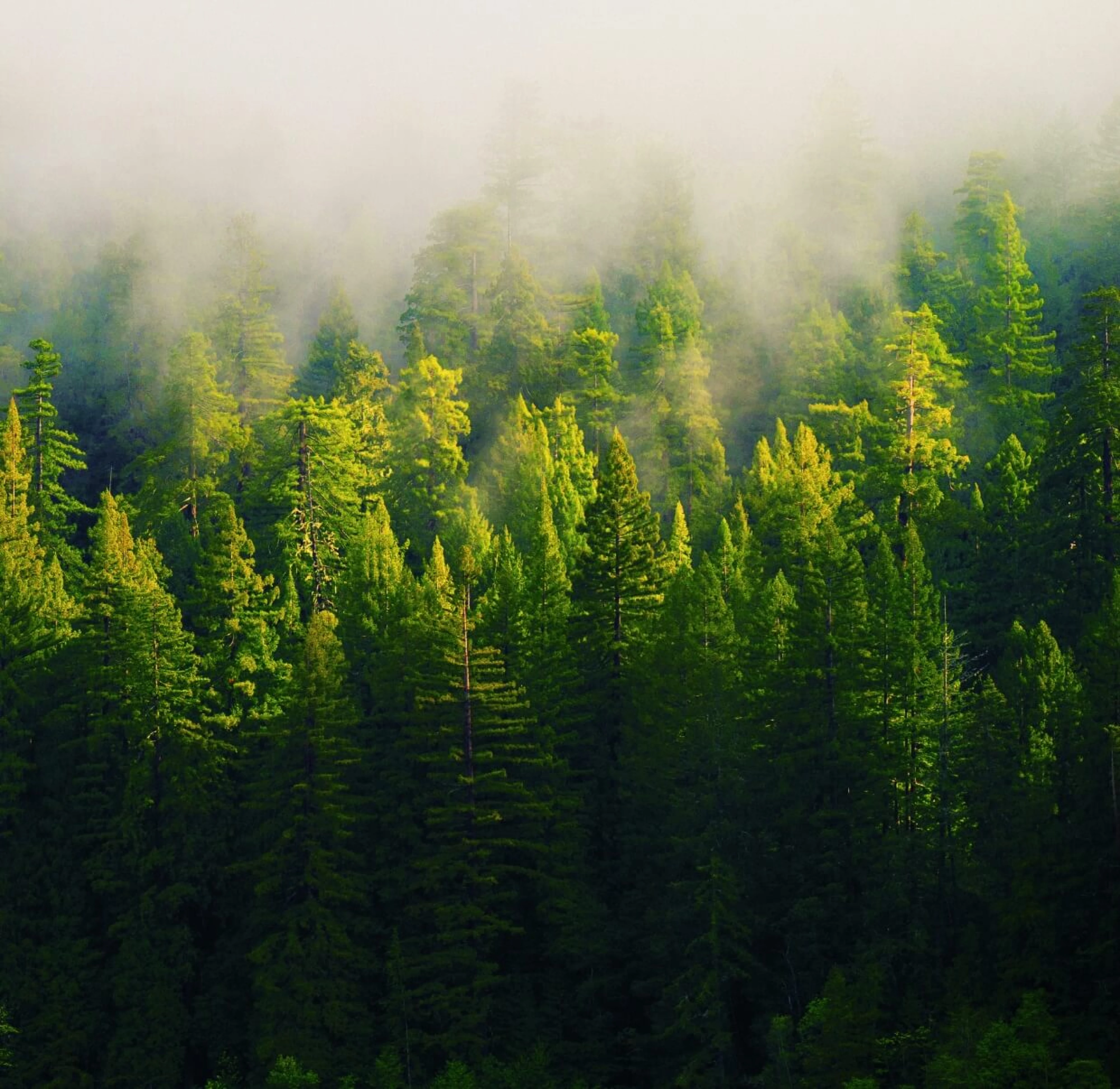 trees in fog