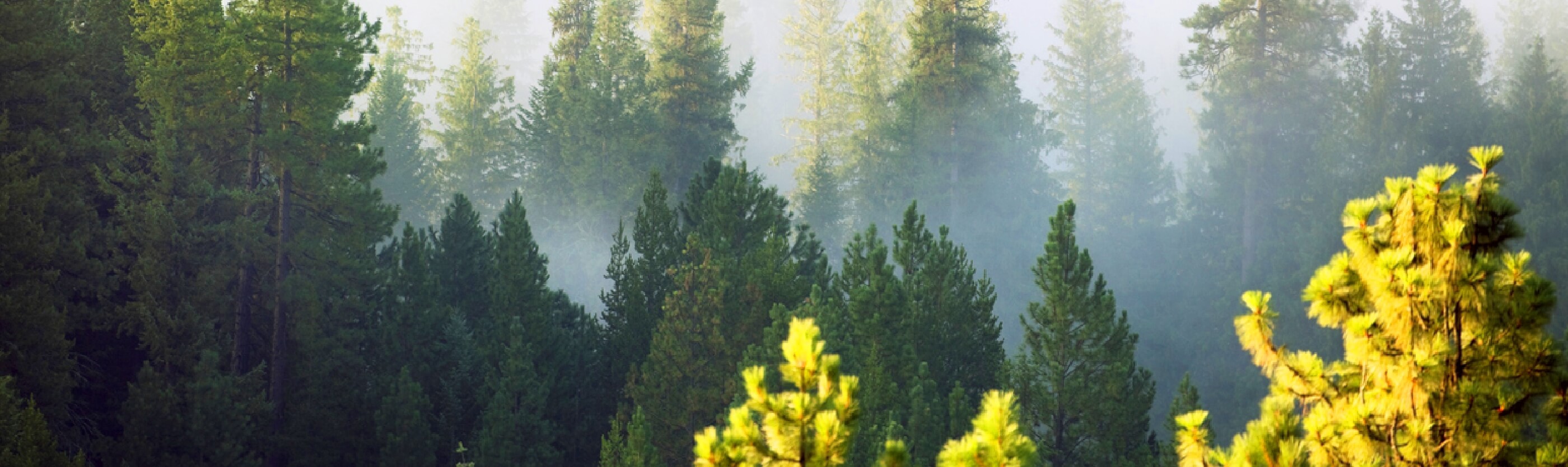 Forest trees in fog.